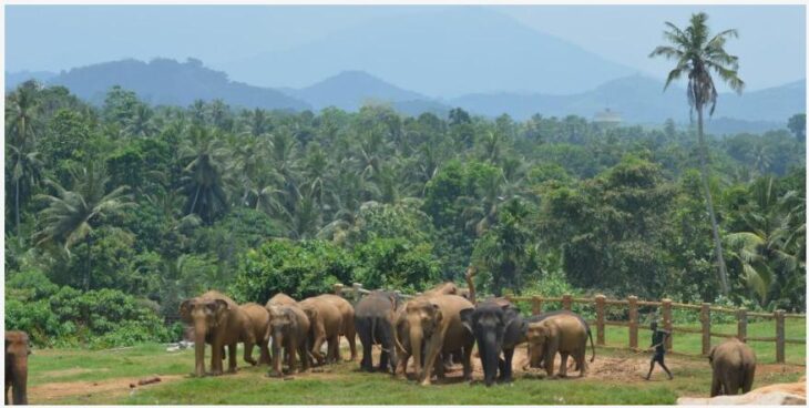 Visit an elephant orphanage